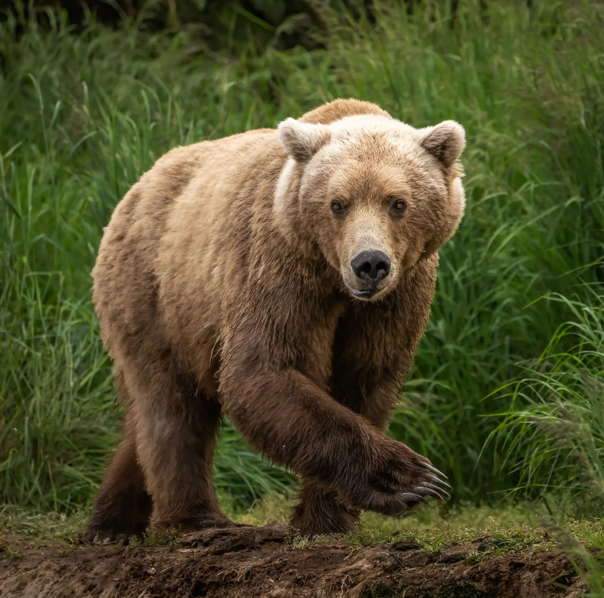 The bear lover travelled to Alaska yearly (Getty Stock Image)