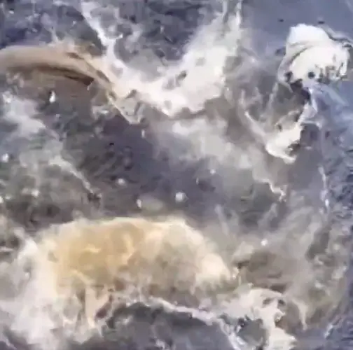 They're everywhere. (X/@aykiricomtr)