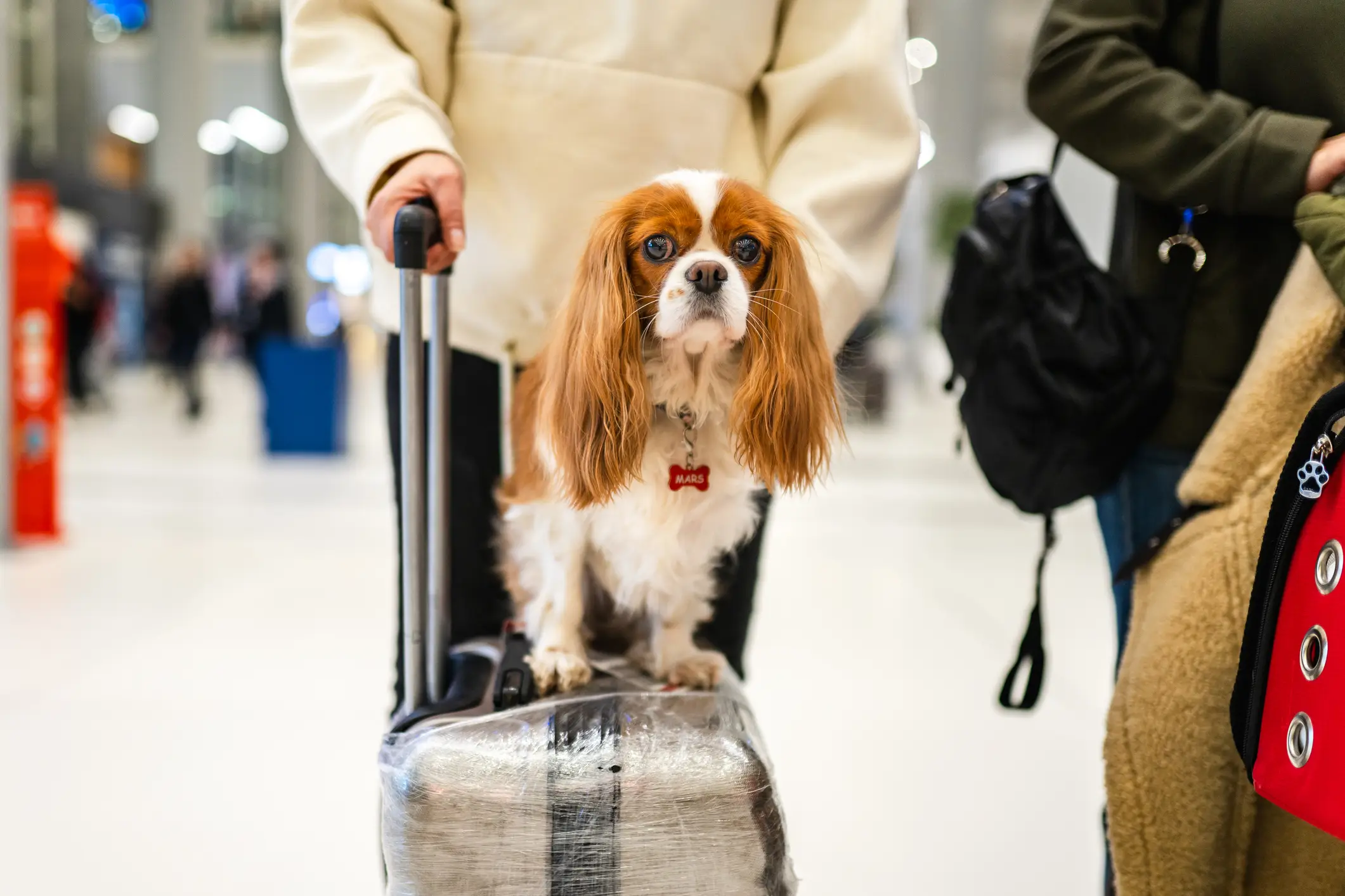 According to the airline, dogs must be in the floor space (Getty Stock Photo)