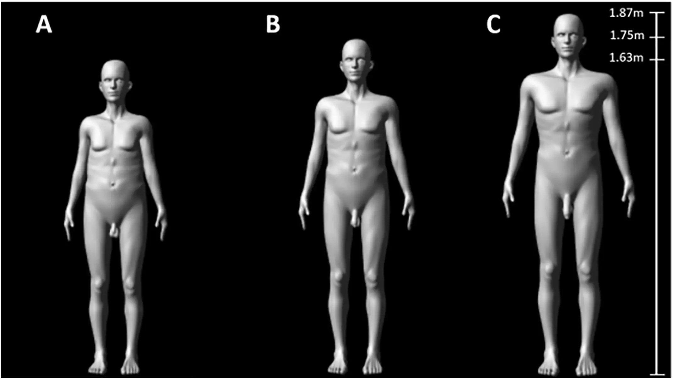 The study showed different male figures. (Aich U, et al., 2025, PLOS Biology)