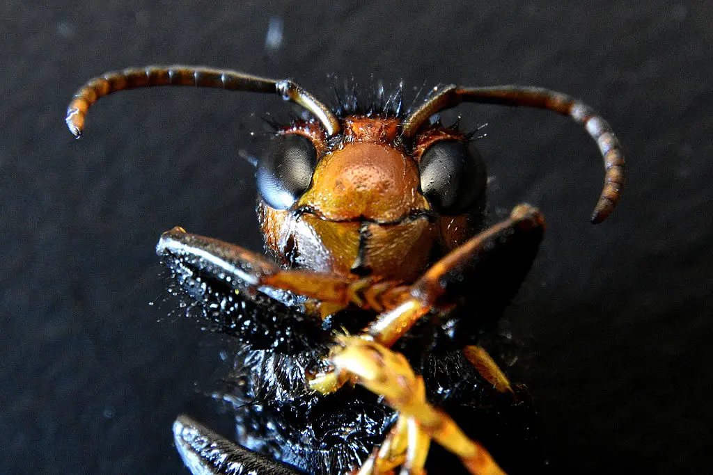 Asian Hornets are an invasive pest and a dangerous species that preys on honeybees (Gerard Bottino/SOPA Images/LightRocket via Getty Images)
