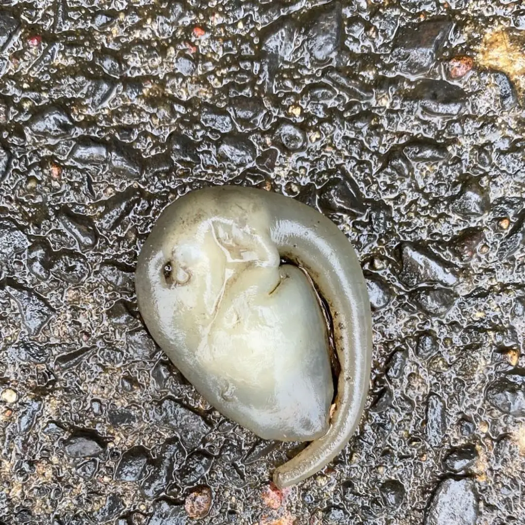 Alien? Bunyip? A herald for the upcoming apocalypse? No one knows.