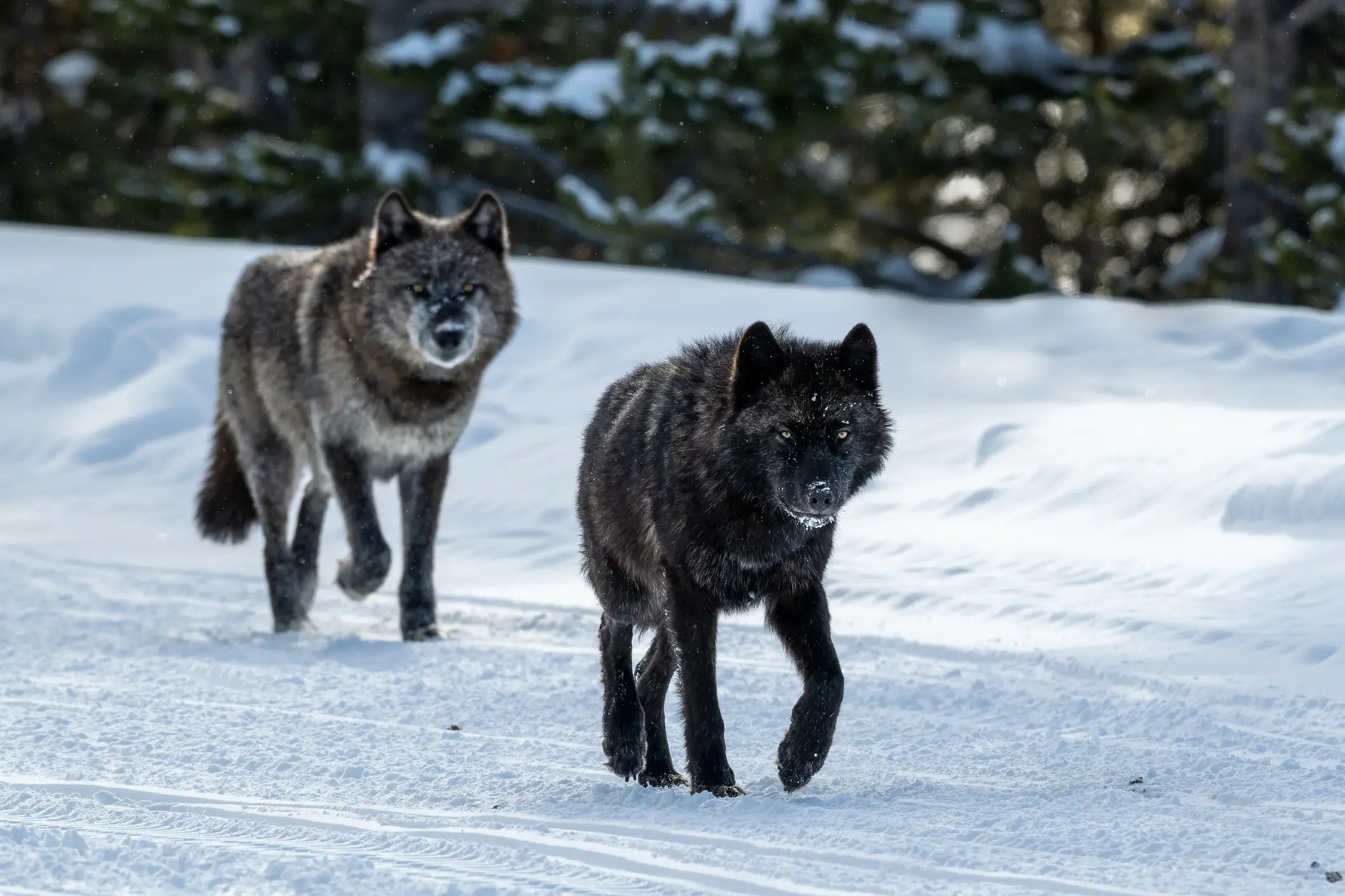 Who would have thought a failed study about wolves disavowed by its researcher would have such a linguistical impact? (Getty Stock Photo)