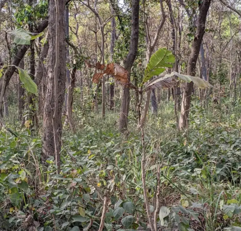 Spot the tiger in 12 seconds or you're dead. (Reddit)