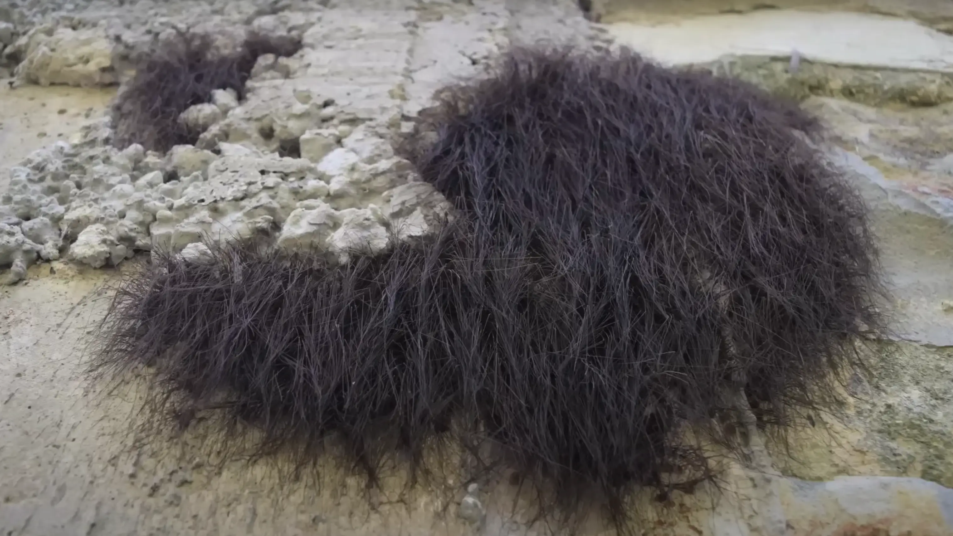 People ‘absolutely horrified’ after man pokes what they thought was a 'pile of twigs'