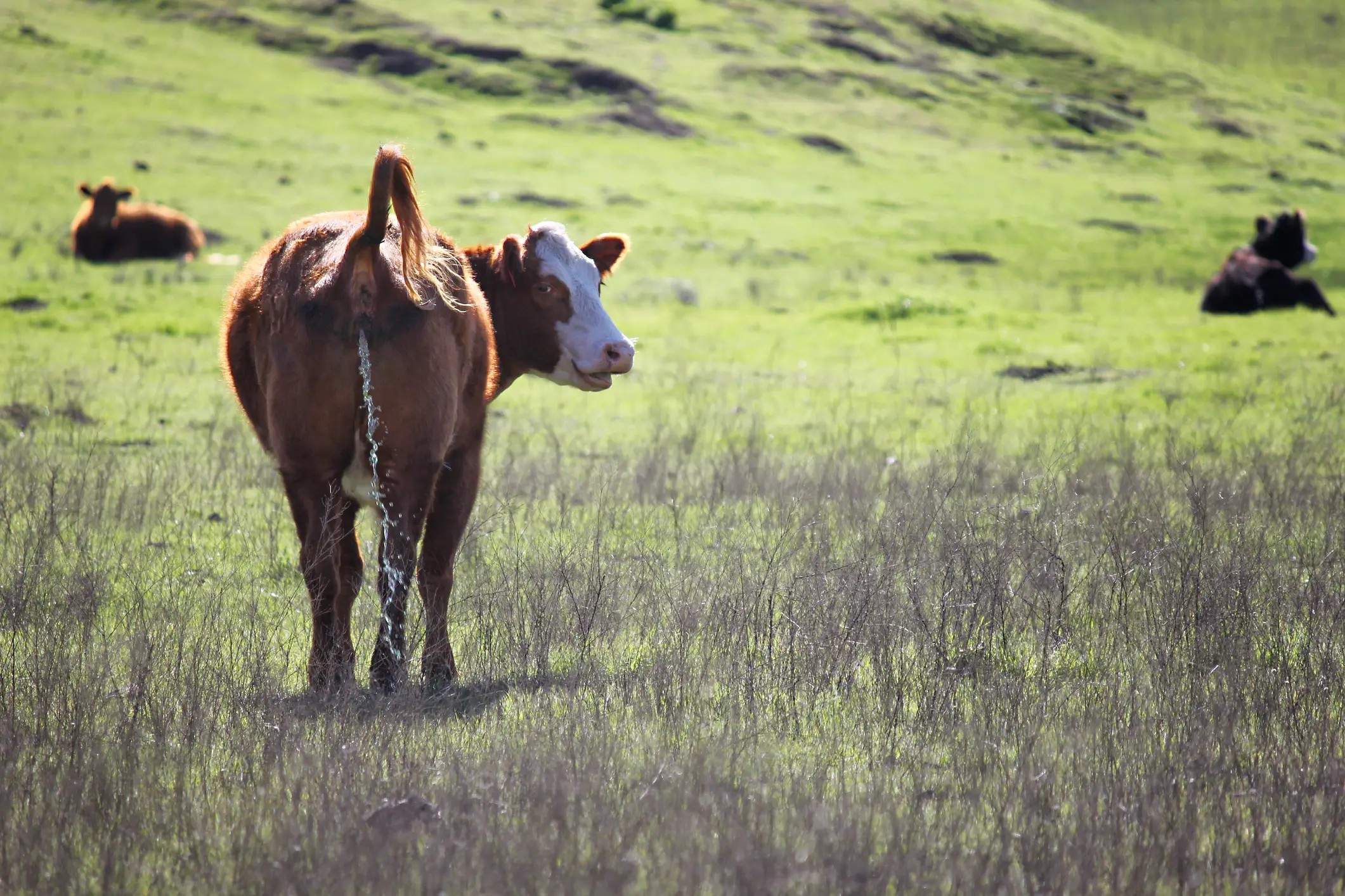 Watching videos of animals urinating definitely didn't look strange out of context (Getty Stock Images)