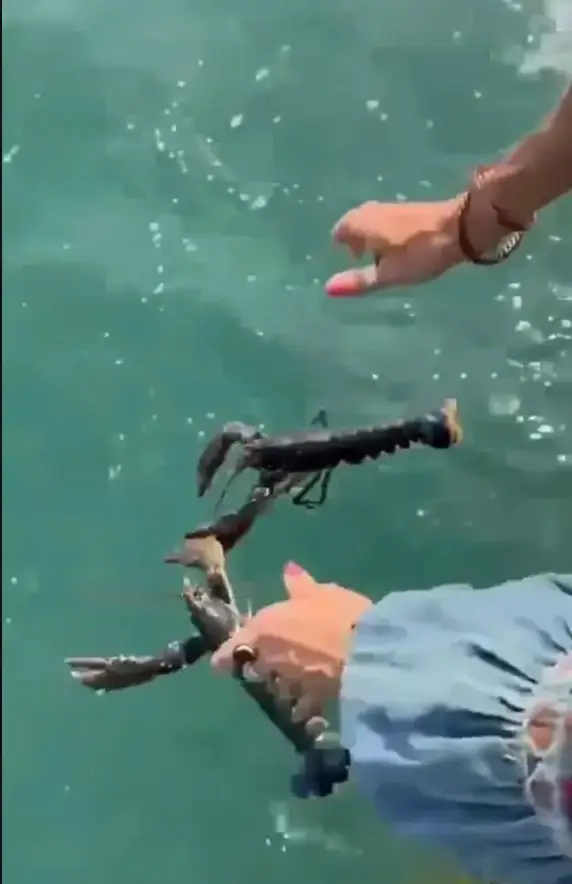 The video has received backlash online (Instagram/@noeledmonds.world)