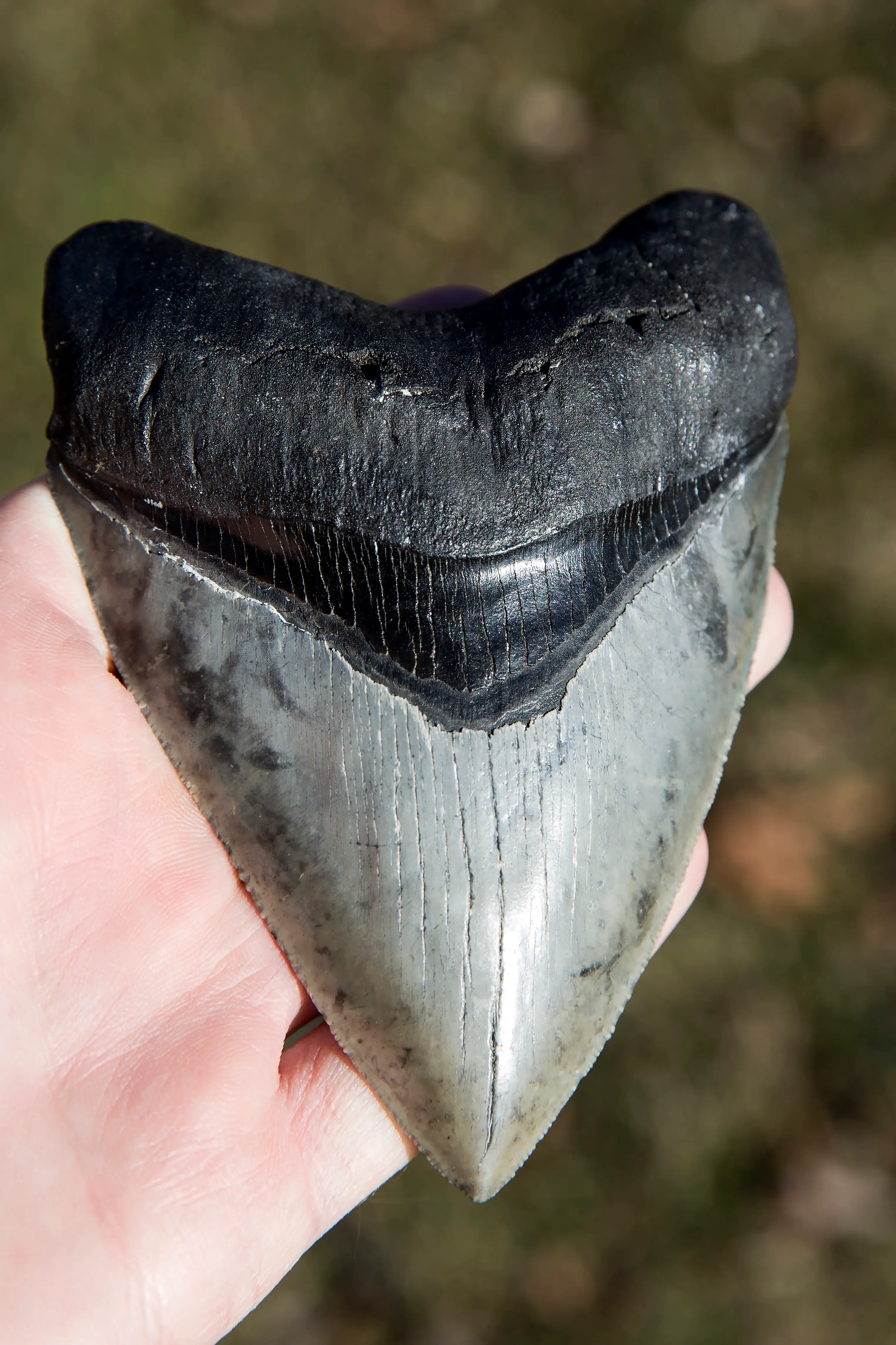 We can estimate the size of the shark based on fossilised teeth (Daniel A. Leifheit/Getty)