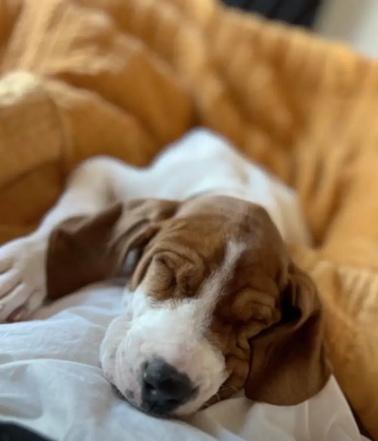 Puppy Beau suffered with health issues. (Fox 5)