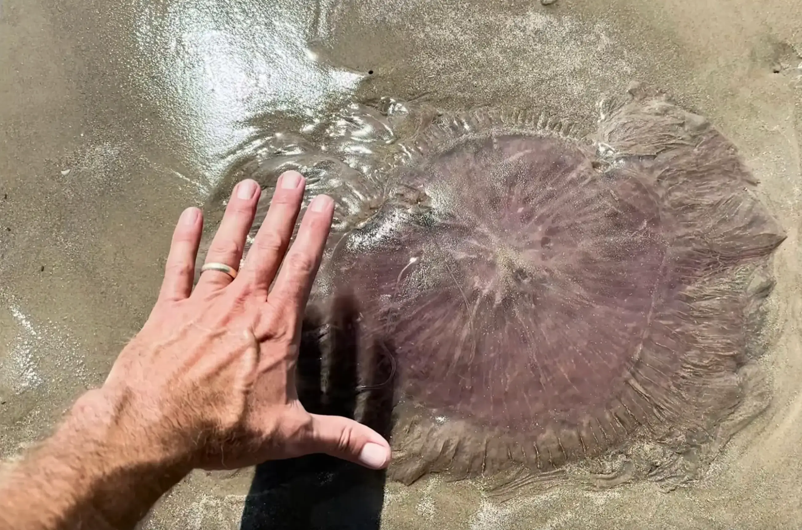 At least 10 of these jellyfish have been found on the same beach along the Gulf of Mexico (Harte Research Institute)