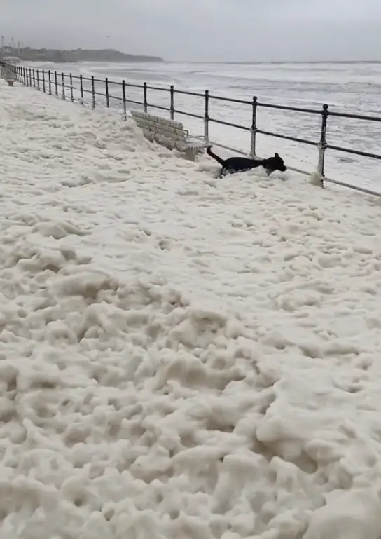 Videos are emerging on social media, appearing to show a 'cloud of foam' - that looks a bit like snow - in common coastal locations across the UK.
