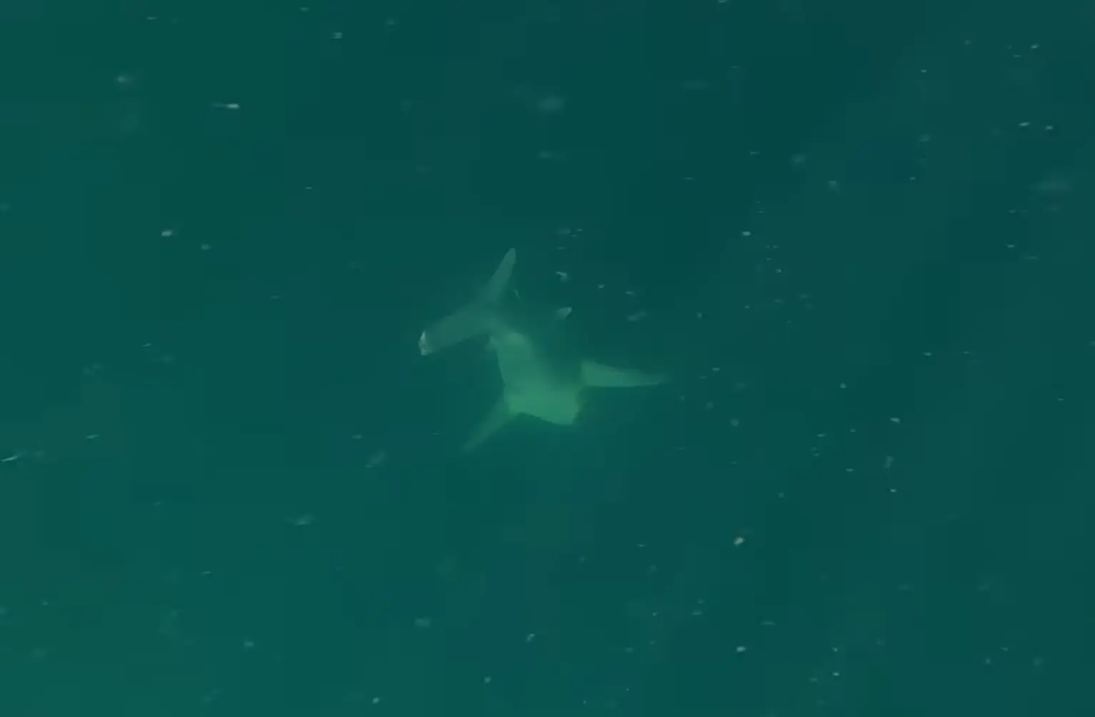 Along with the fish there was also a shark with a chunk missing, what did that I wonder? (Youtube/AnglerUp with Brant)