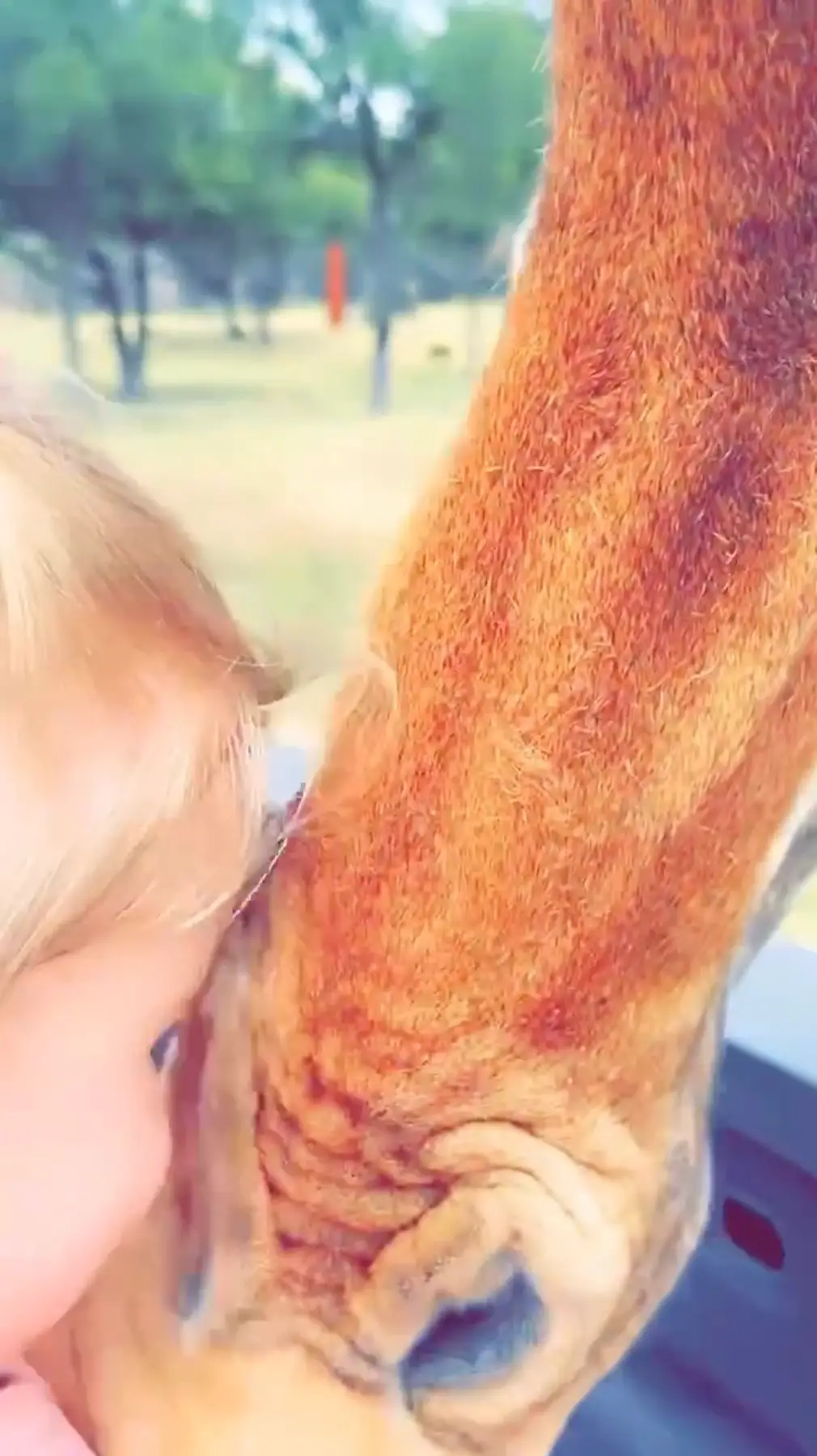 The giraffe accidentally got the toddler's shirt instead of the bag of food. (Jam Press)