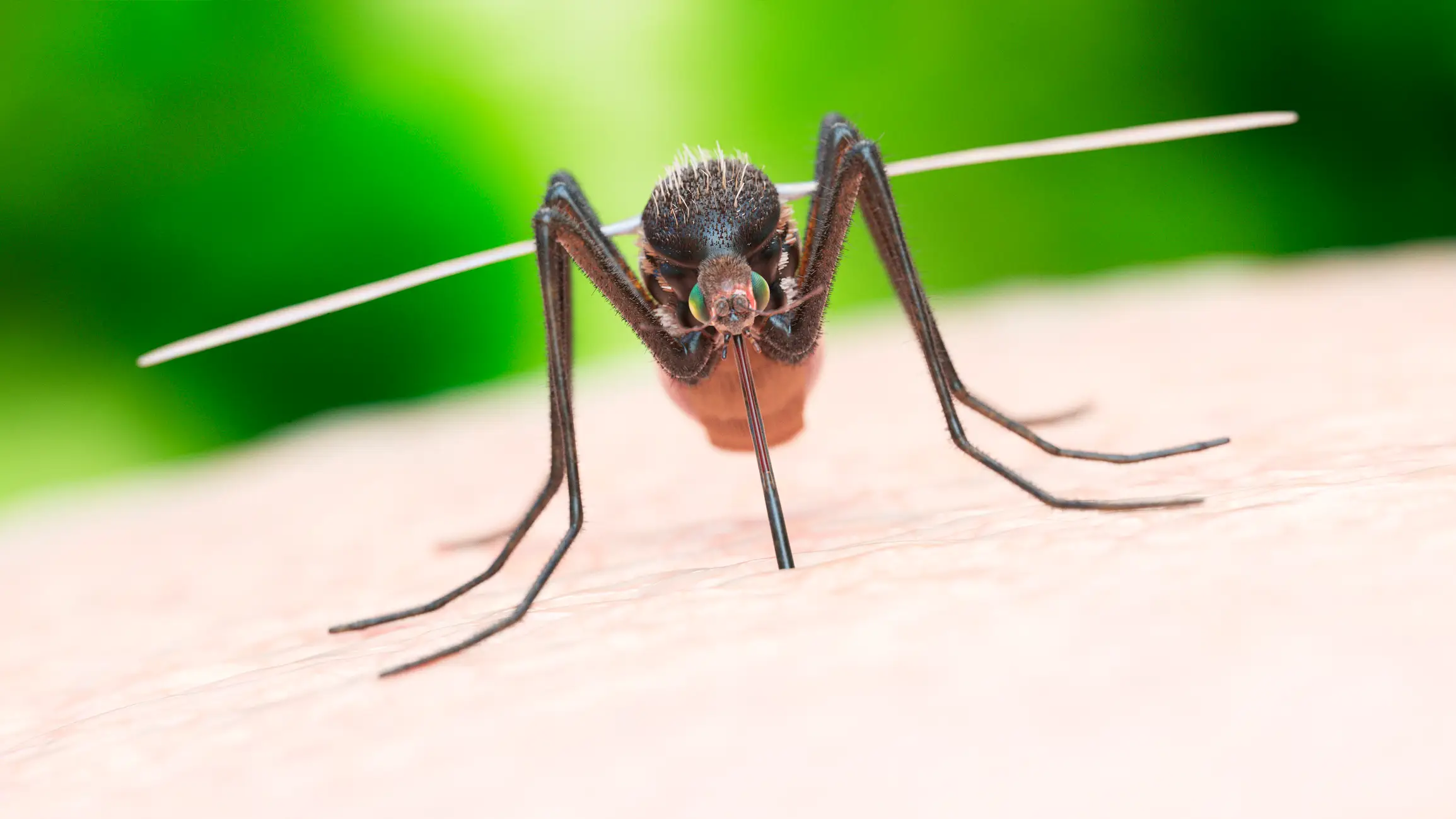Mosquitoes capable of carrying the chikungunya virus have been found in the UK (Getty Stock Images)