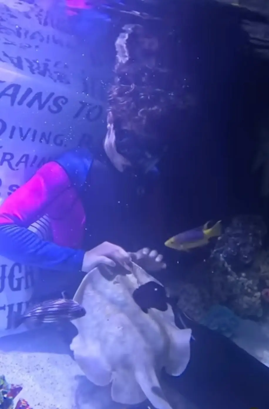 The sting ray was seen swimming around and getting hand fed from a diver (Instagram/@teamecco)