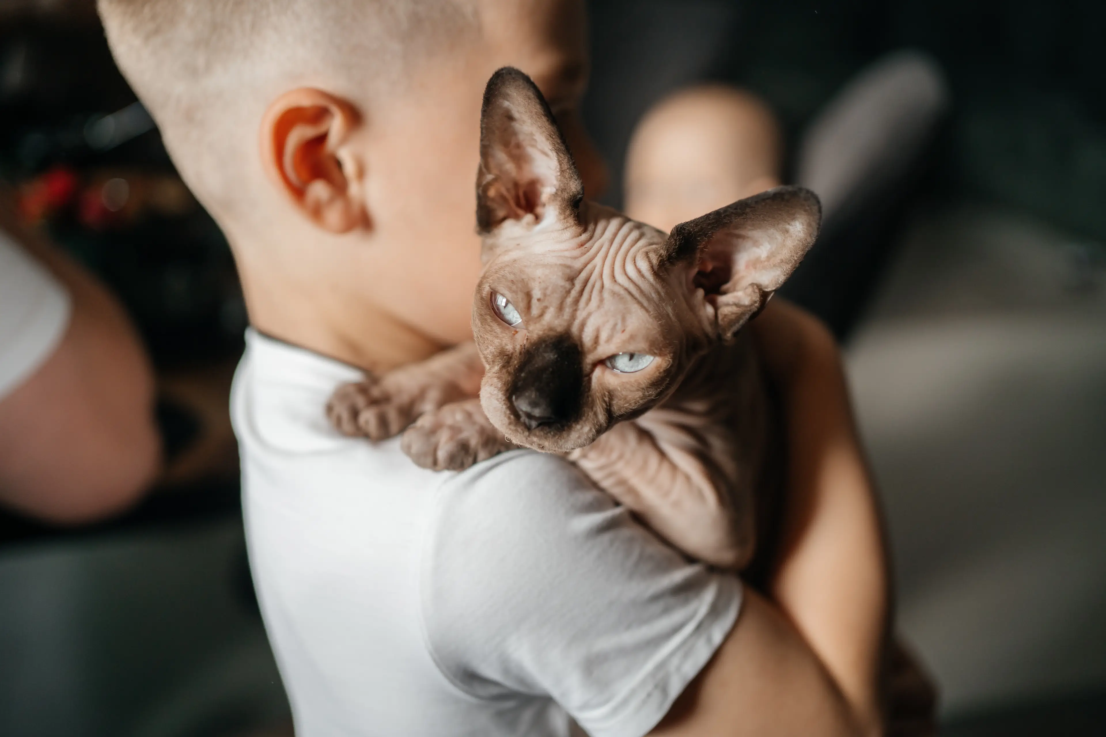So-called 'XL Bully cats' are hairless like a Sphynx (Getty Stock Image)