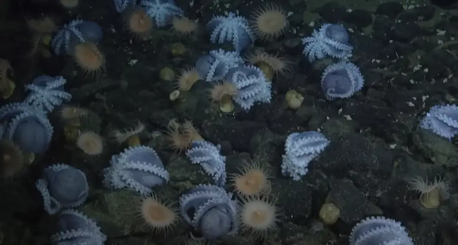 The octopuses travel, brood and die there. (MBARI/YouTube)