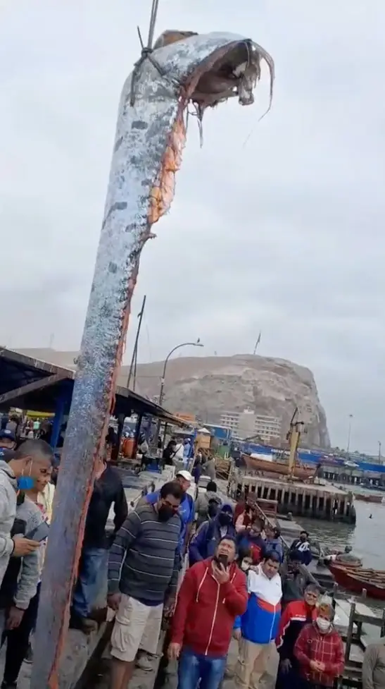 The creature was captured by a group of fishermen from the Chilean city of Arica.