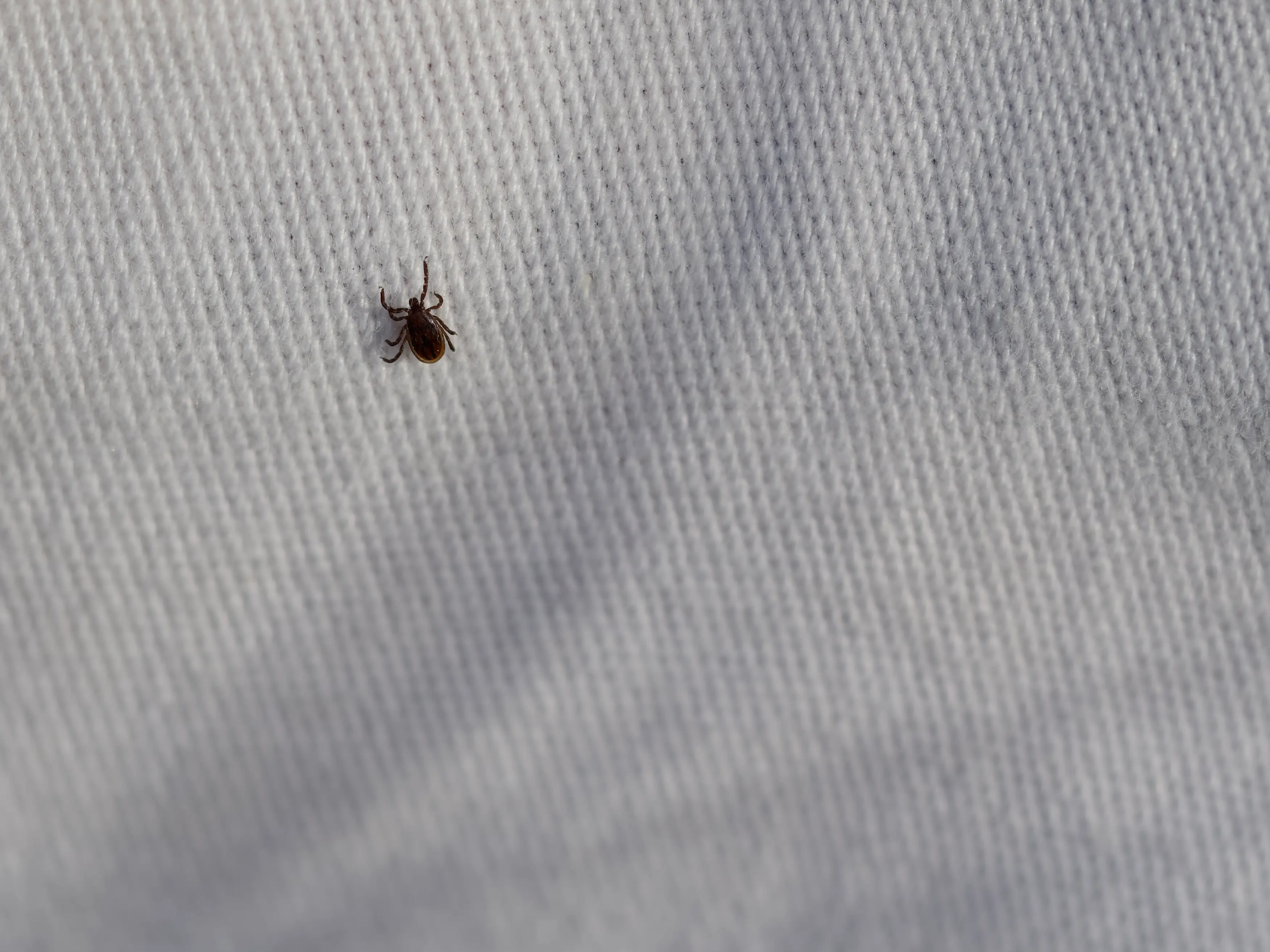 The alopecia occurred after the insect bite (Getty Stock Photo)