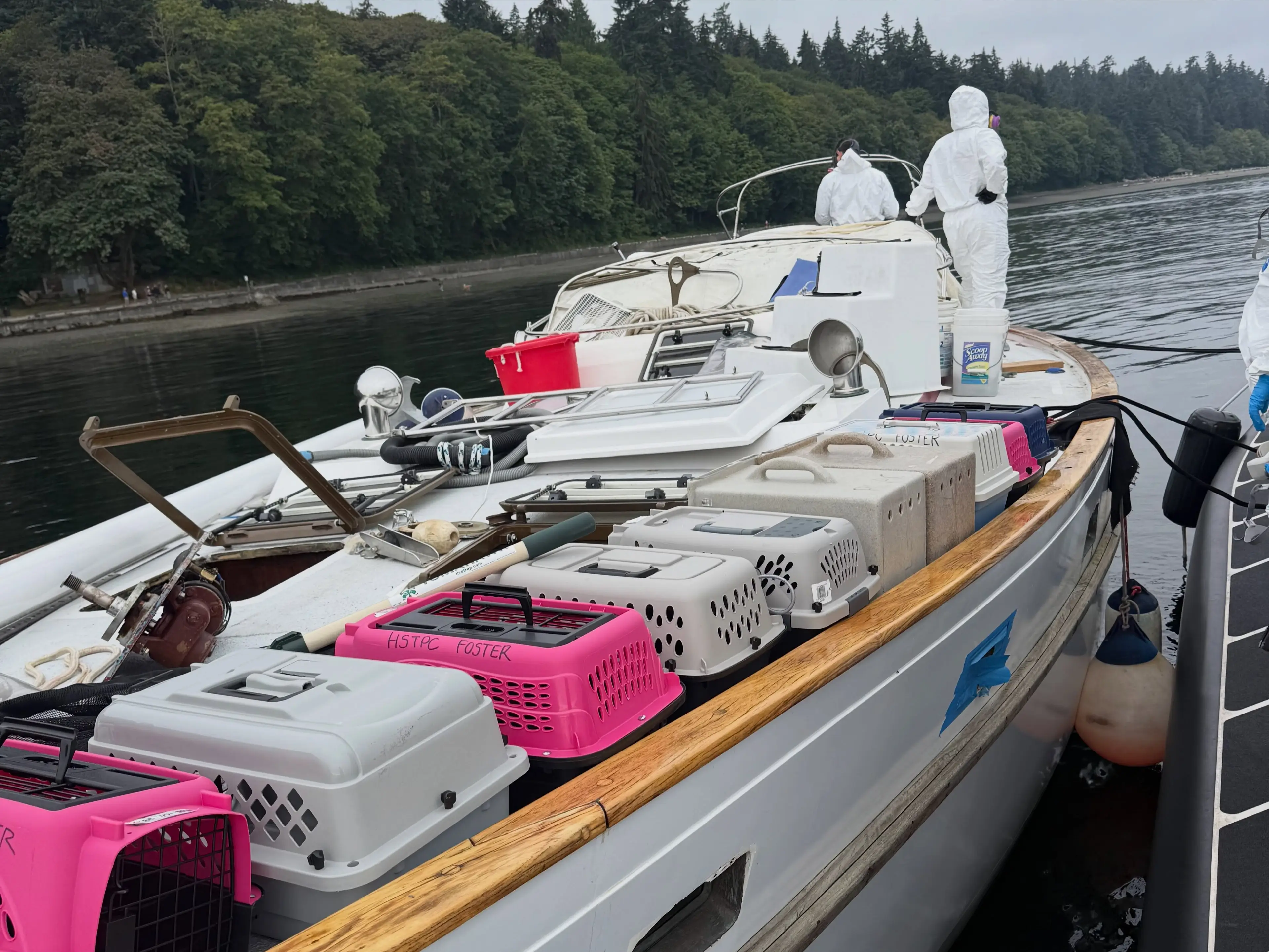 Cages were used to transport the cats off the boat (Tacoma Police)