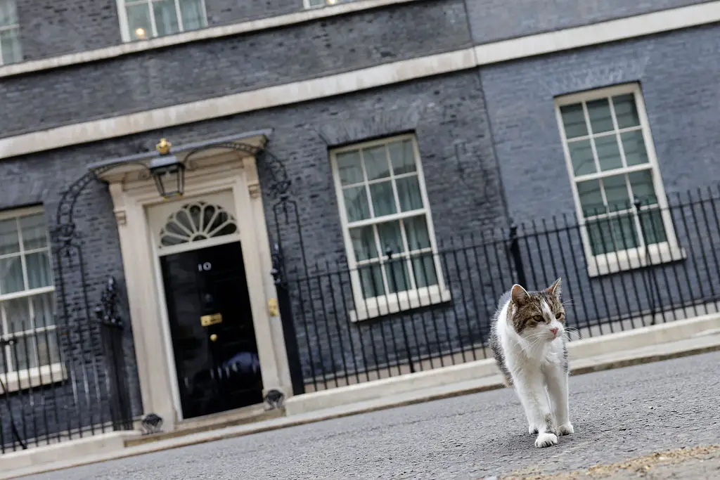 Shame he's not available for the top job (Brook Mitchell / AFP via Getty Images)