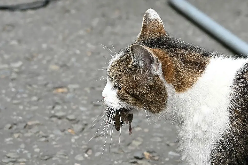 The mice aren't safe from Larry yet (JUSTIN TALLIS / AFP via Getty Images)