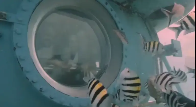 The website promises a spectacular view of the coral reef (Facebook)