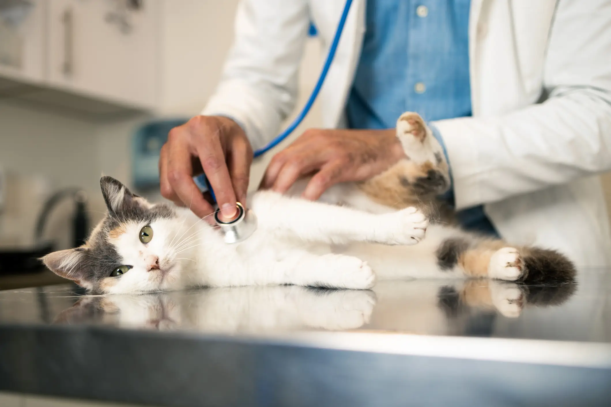 If you're worried, take them to the vets even if they seem like they've recovered (Getty Stock Photo)