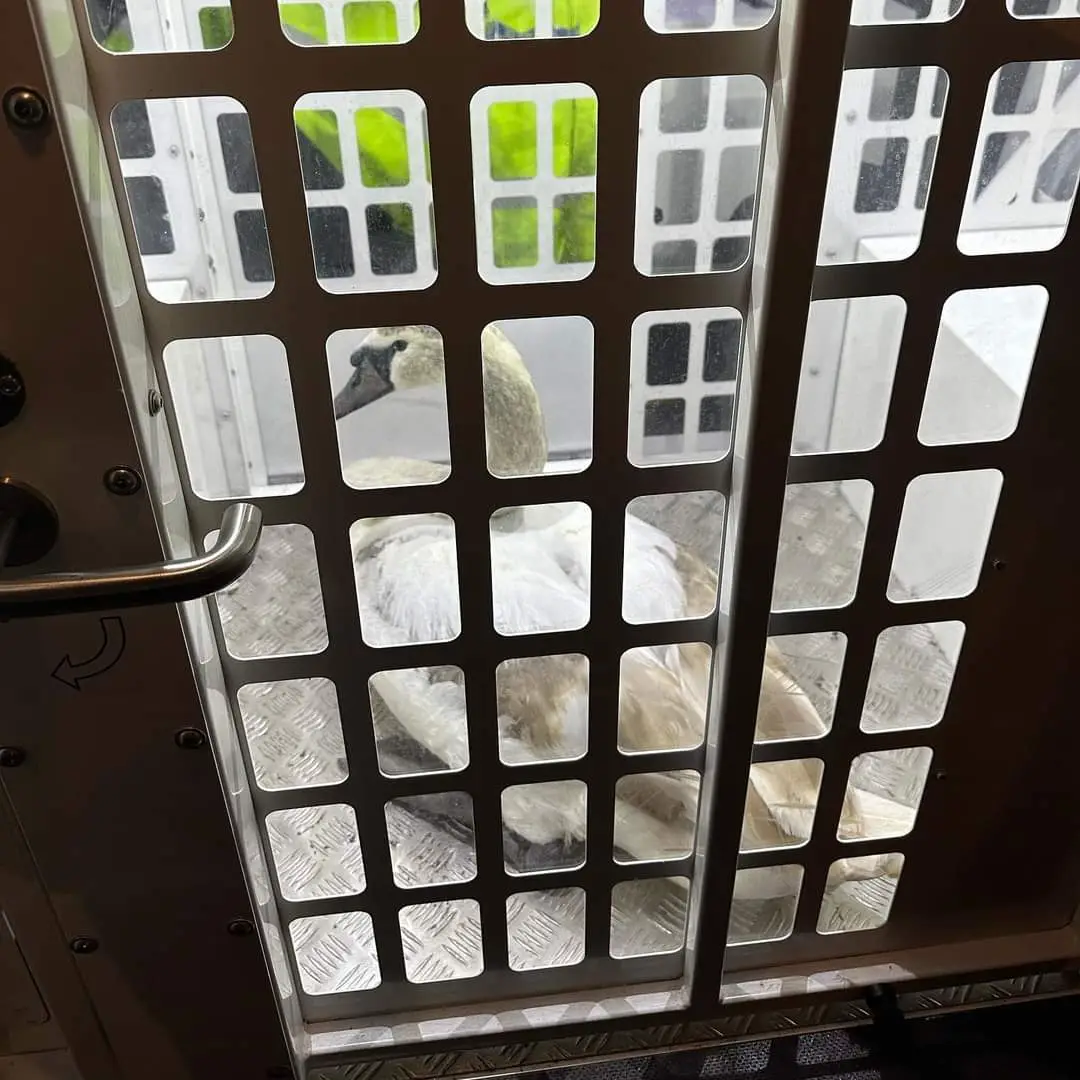 The swan was loose in the home of Hot Fuzz.