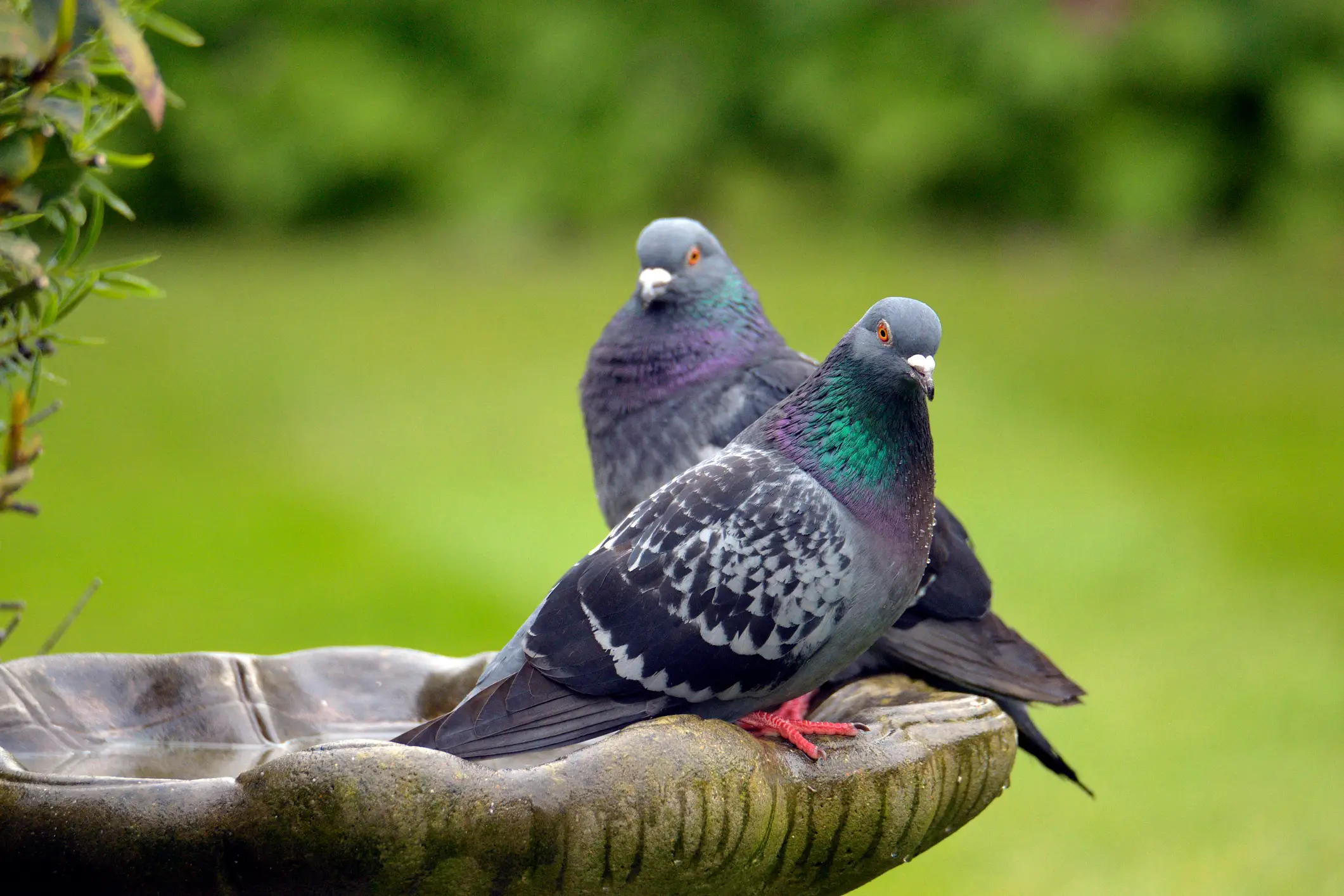 Historically the Olympics were bad for pigeons (Getty Stock Images/	DESPITE STRAIGHT LINES (Paul Williams))