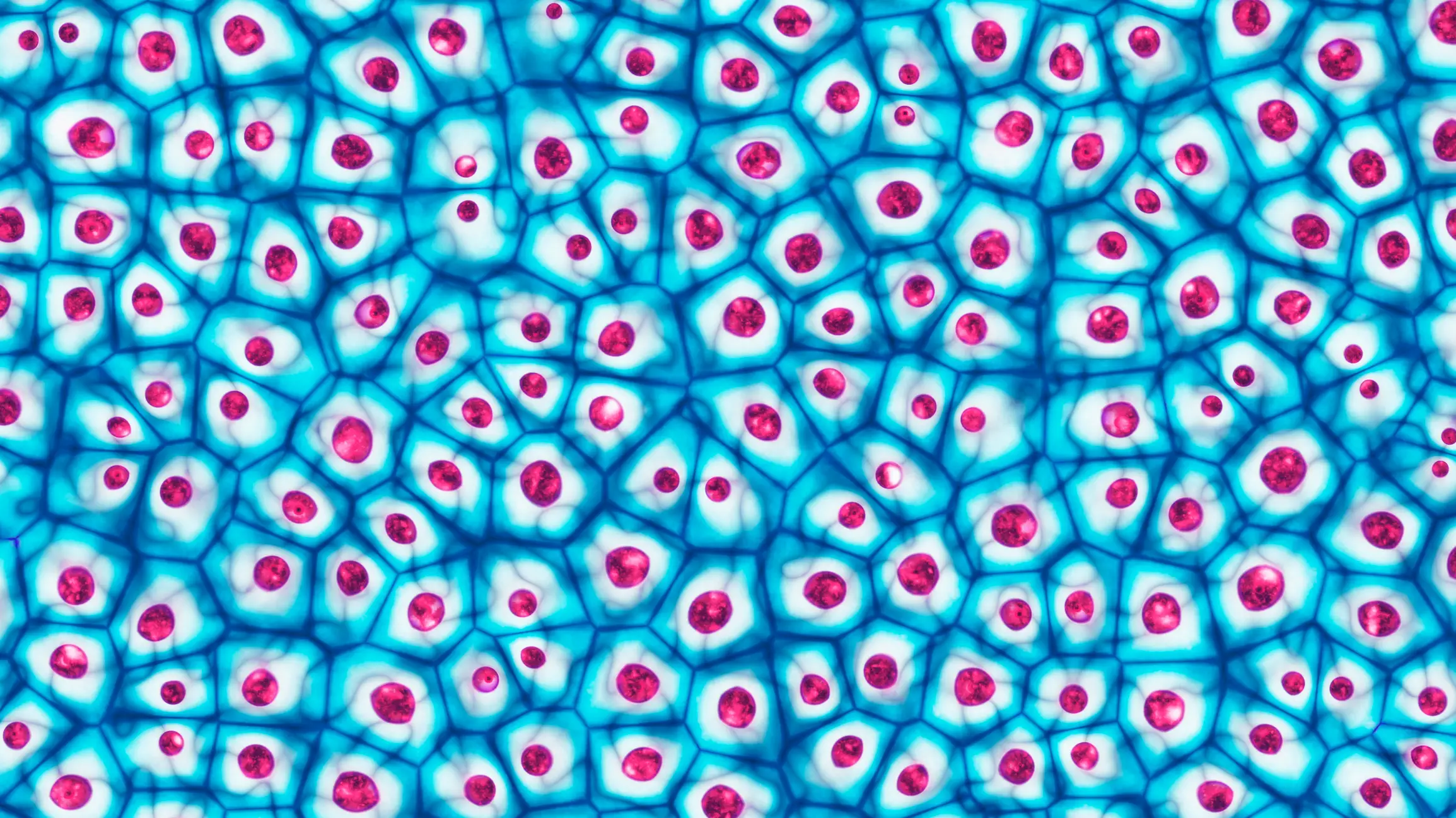 Researchers have discovered that certain cells enter a 'third state' after death, creating multicellular life-forms (Getty Stock Images)