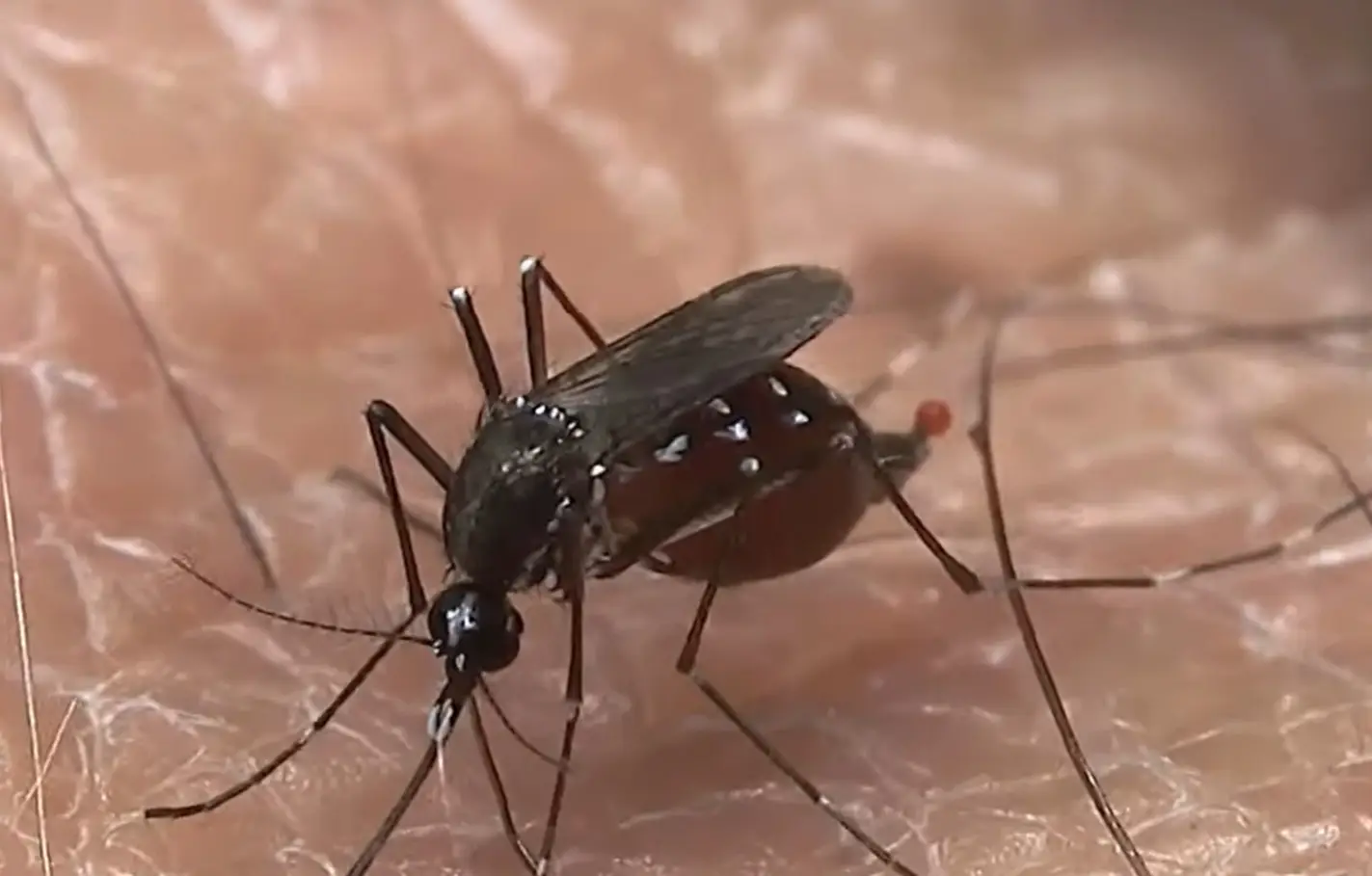 Thanks to climate change, the Asian tiger mosquito is going to start feeling more at home in the UK. (ITV)