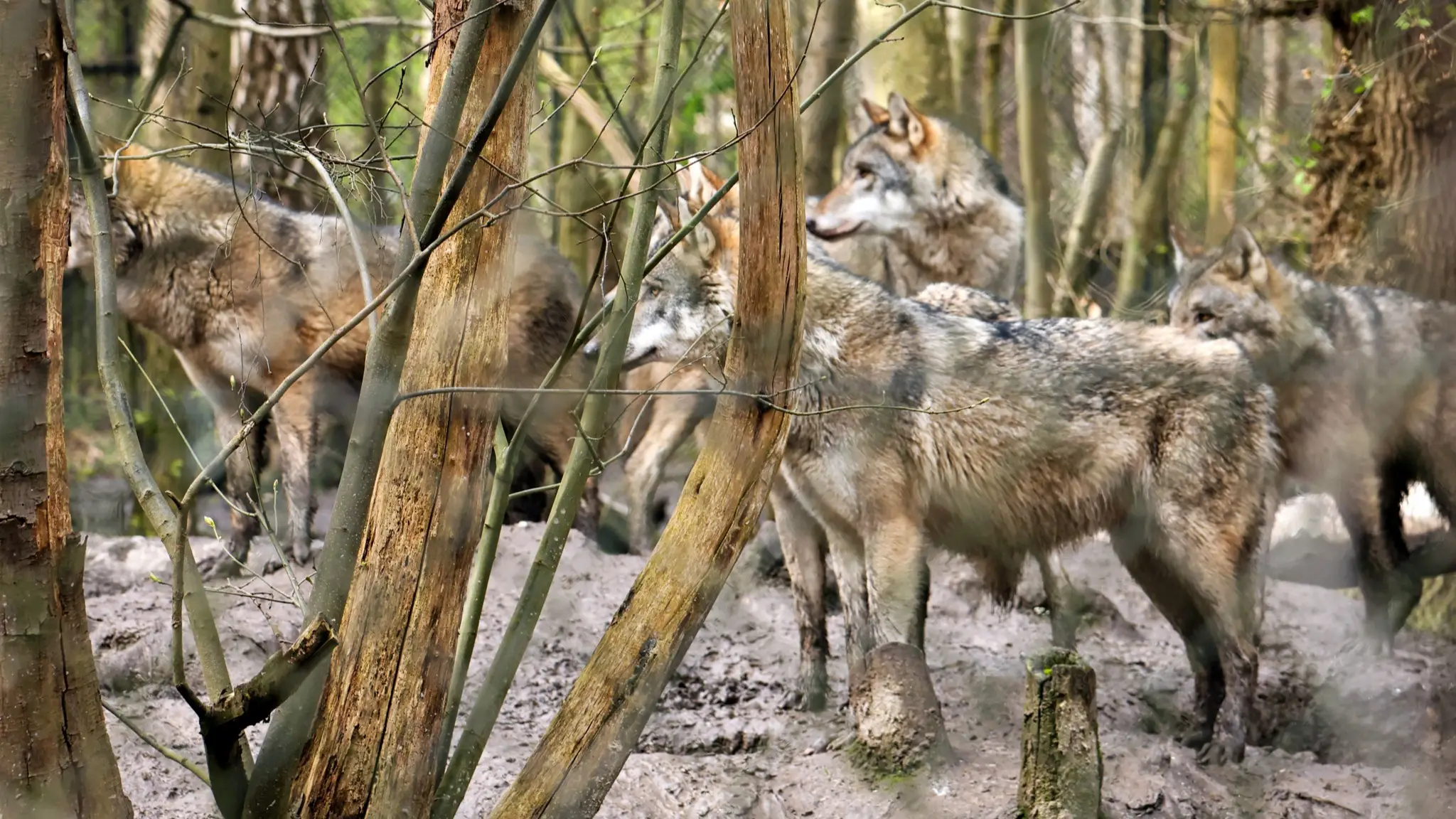 Facebook/Wildwood Kent