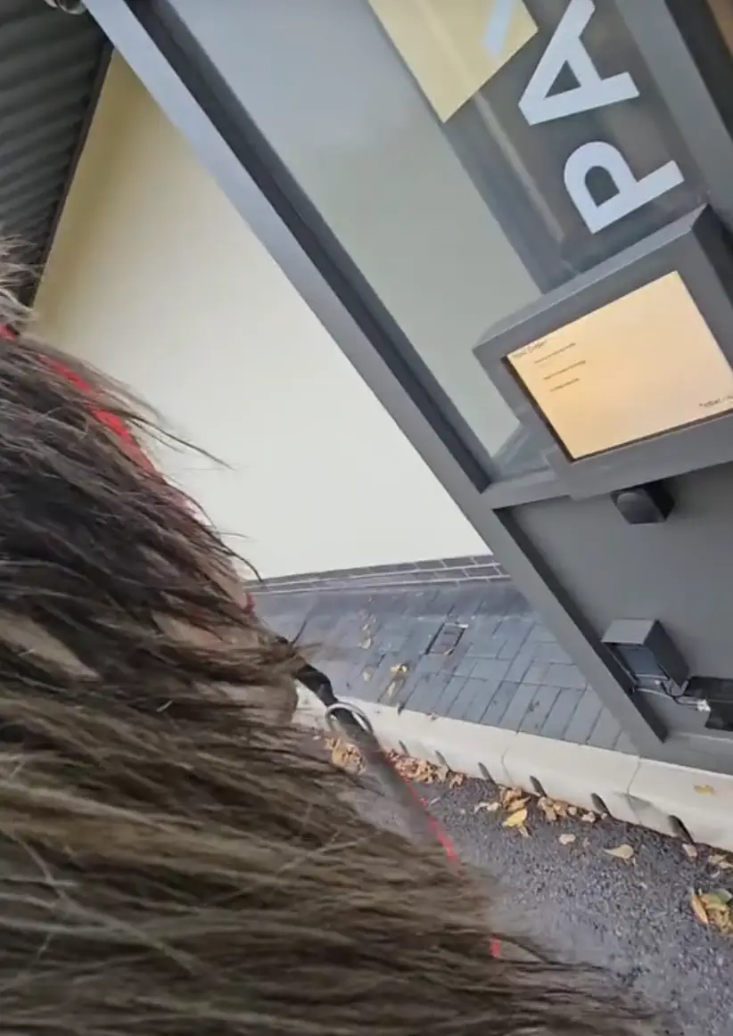 Thankfully Iggy was very well behaved on his breakfast run (TikTok/iggypiggyy1)