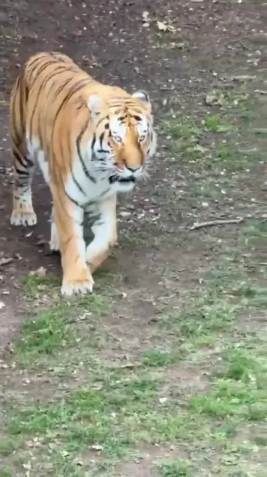 The tiger will not be put down following the man's death (SWNS)