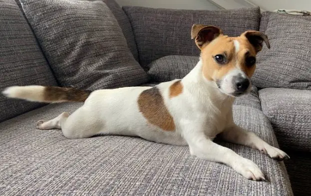 Donnie sadly died days after he was bitten in the face by an adder in Thetford Forest (SWNS)