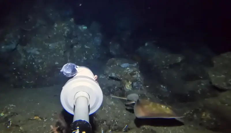 The appearance of the stingaree, bottom right, was a massive surprise for Dillarstone (YouTube/Barny Dillarstone)