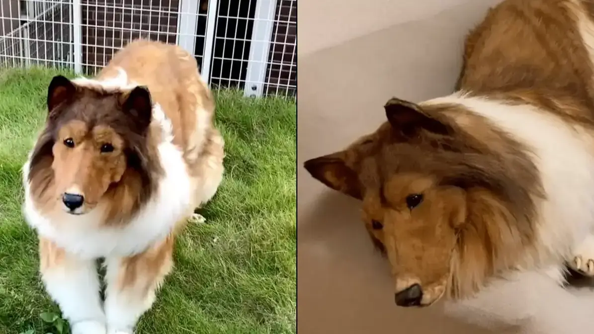 YouTube/@I_want_to_be_an_animal