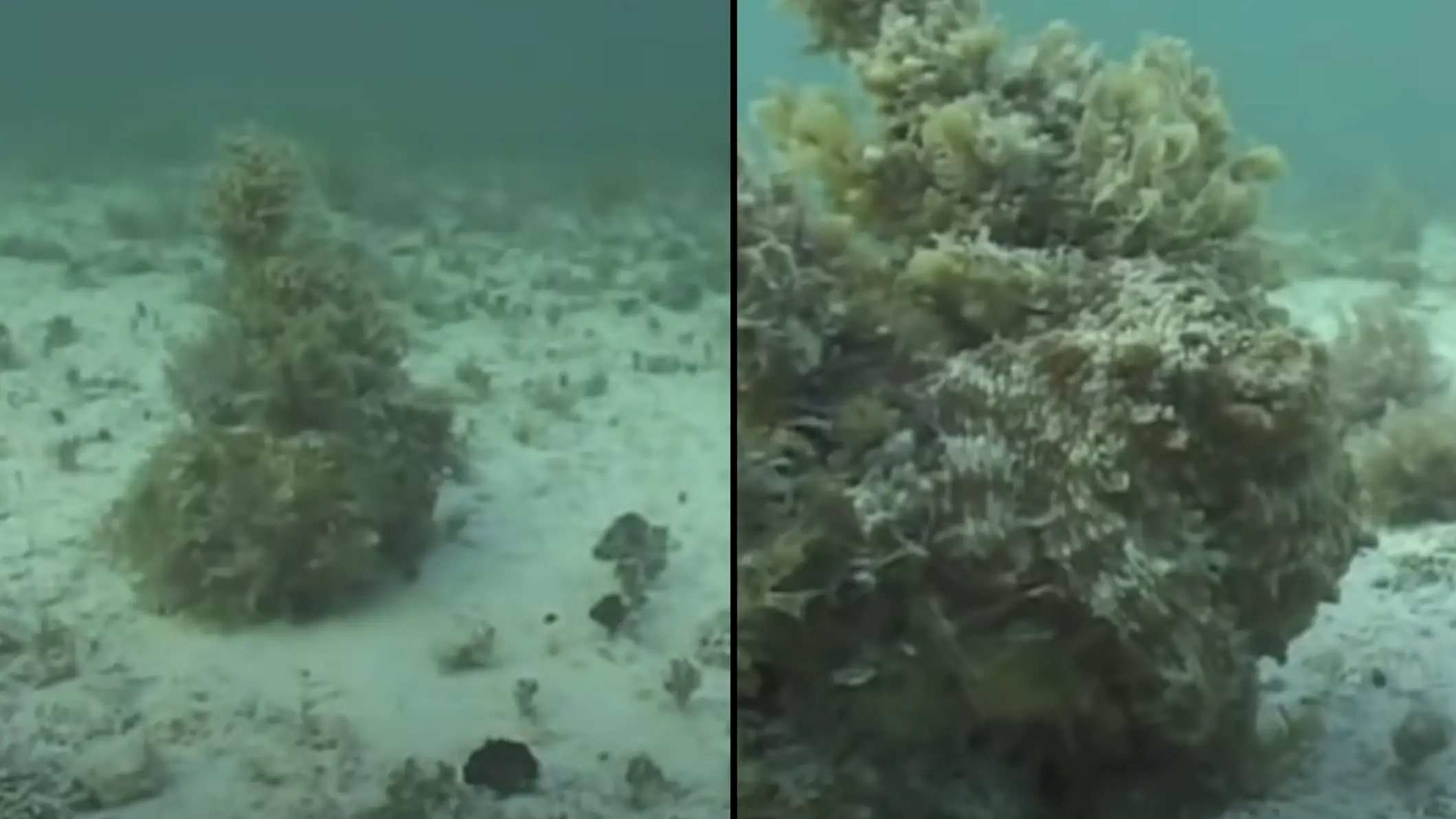 YouTube/Discover Magazine/Roger Hanlon