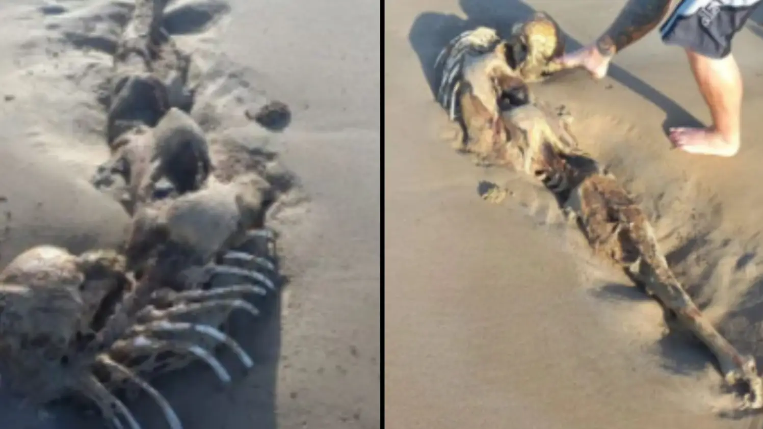 Mysterious mermaid skeleton washes up on Queensland beach