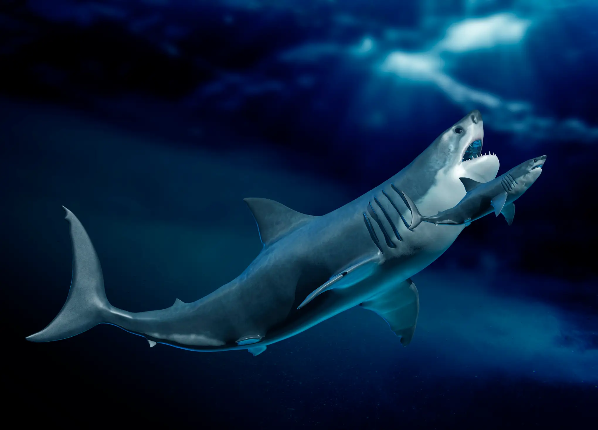 Some fans think that the megalodon is back (Getty Stock Photo)
