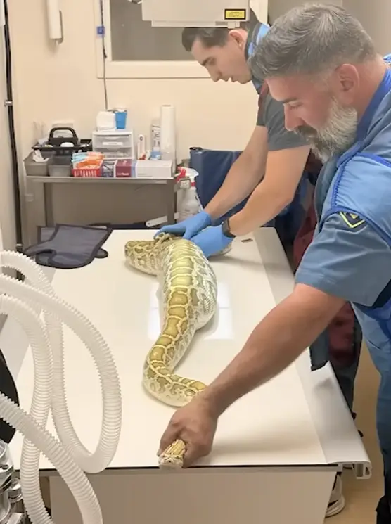 That's one very big snake (Monmouth County SPCA/ABC7NY)