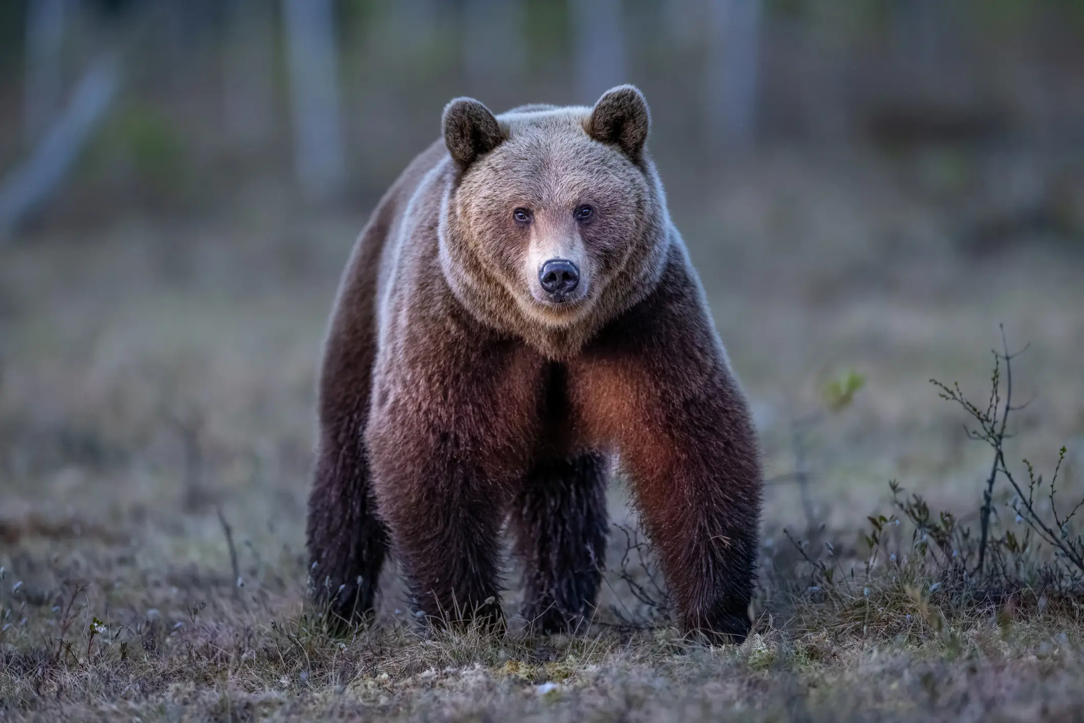 The bear targeted Olga and her stepfather (Getty Stock Images)