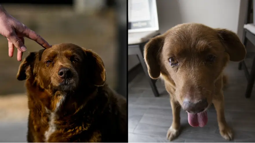 PATRICIA DE MELO MOREIRA/AFP/Luis Boza/Anadolu Agency/ Getty Images