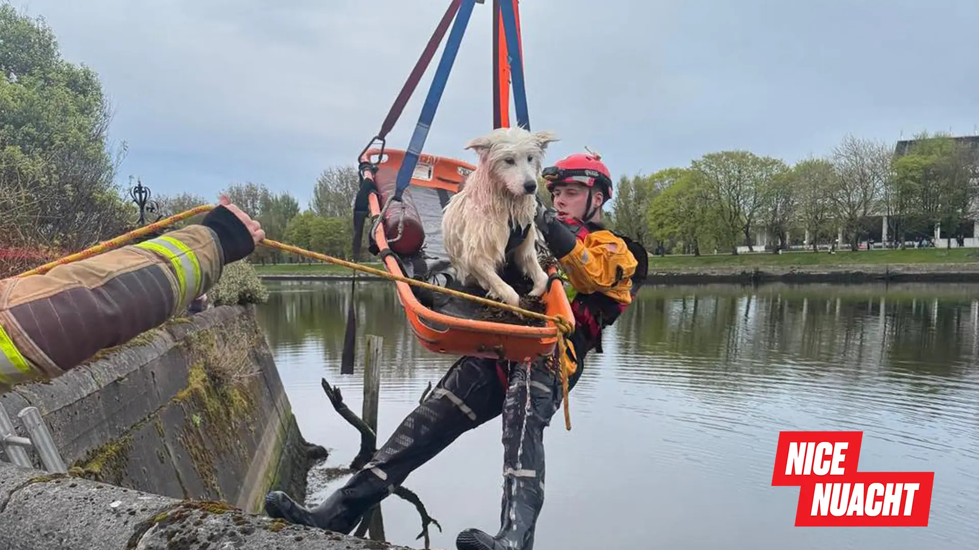 Cork Dog Rescue (Facebook)