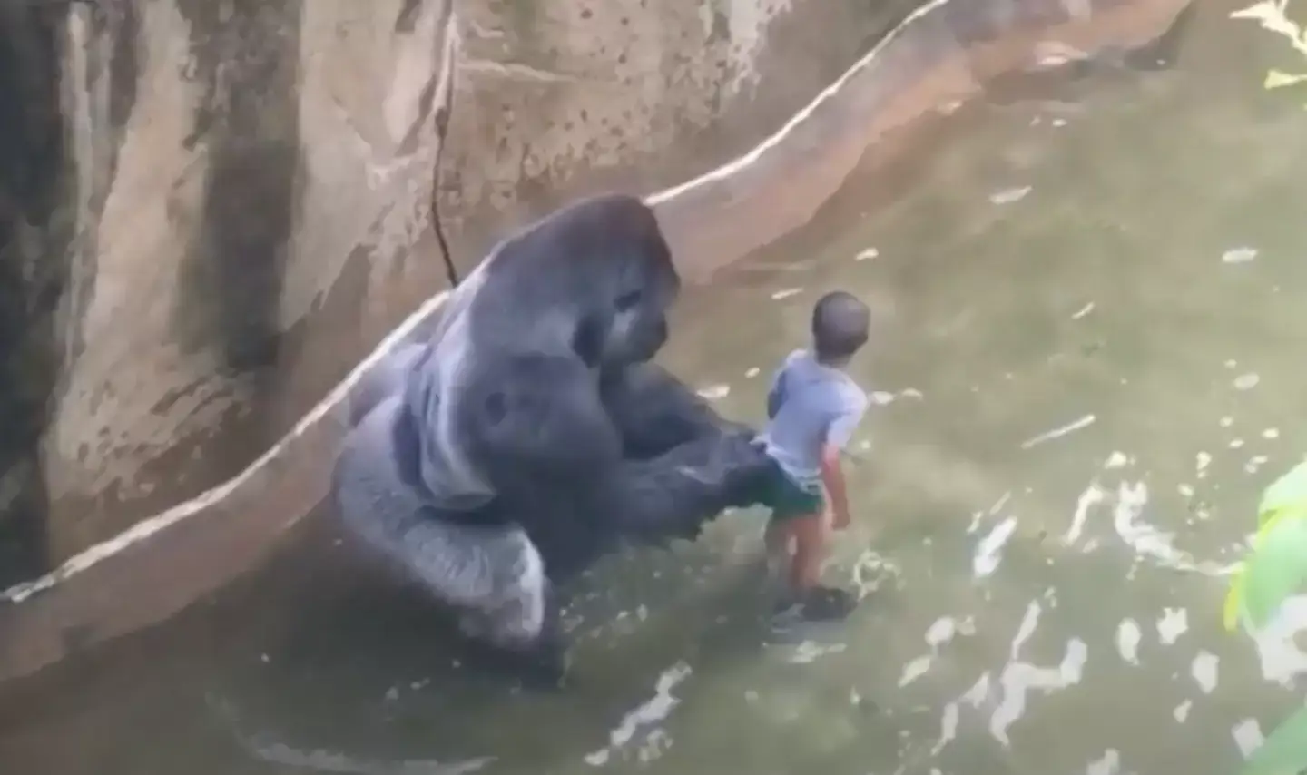 Harambe with the three-year-old child who fell into the enclosure (FilmHub)