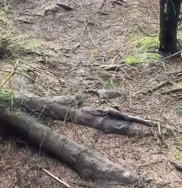 As the wind pulls the trees up the ground of the woods rises.