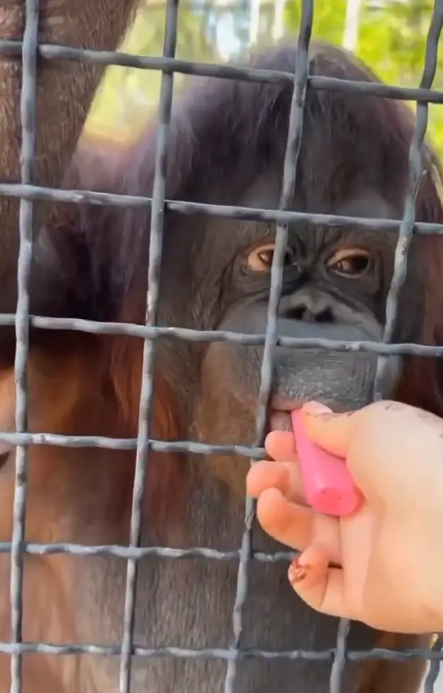 Luchkina shockingly offered her vape to the orangutan in the distressing footage (X)