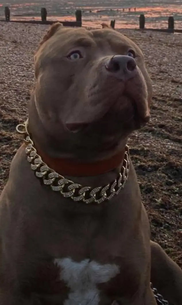 Sully was found in Mckeown's back garden as police arrived at his house on an unrelated matter.