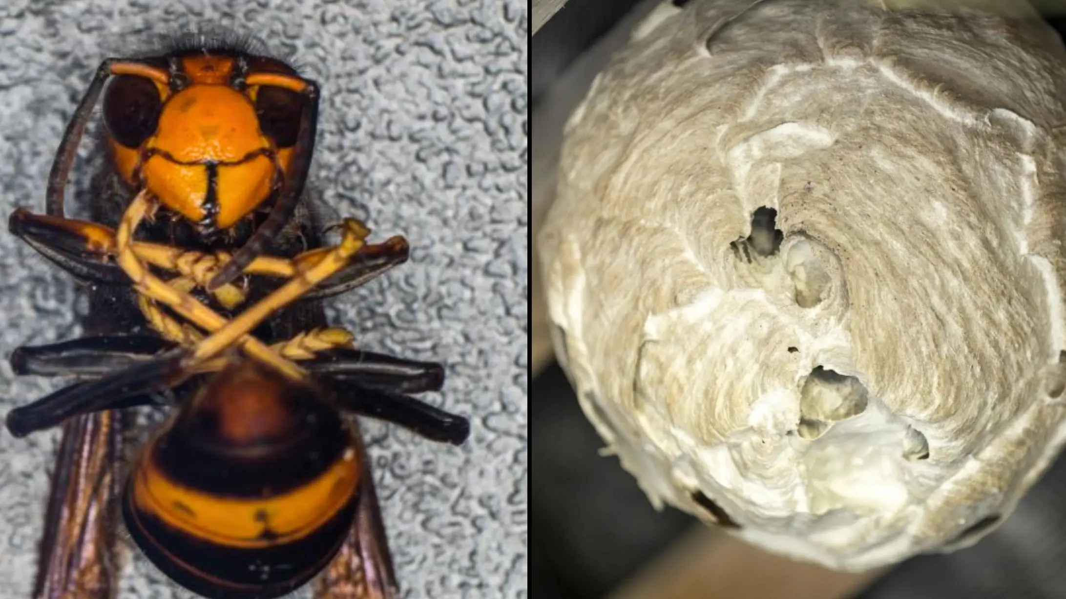 GUILLAUME SOUVANT/AFP via Getty Images & Flach JJ/Andia/Universal Images Group via Getty Images